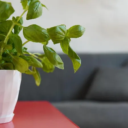 Il-mezzanine Private Traditional And Walking Distance To Bus Terminus * Cospicua