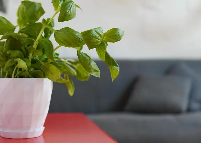 Il-mezzanine Private Traditional And Walking Distance To Bus Terminus * Cospicua